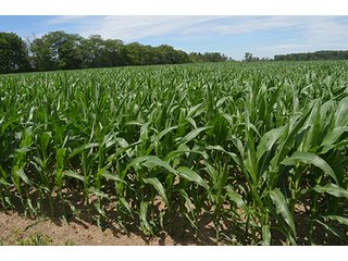 Property photo 95 - LAND AUCTION - 215+/- ACRES OFFERED IN 6 TRACTS IN VAN WERT COUNTY, OHIO
